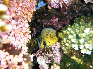 arrecifes y naturaleza